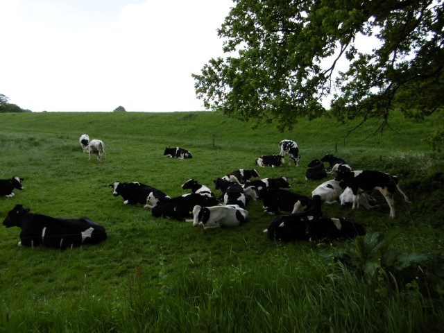 Koeien in het weiland nabij het veer